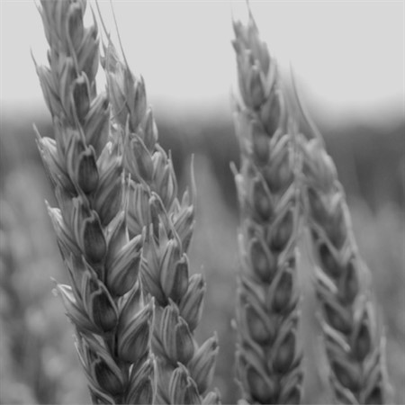 cornbw.jpg 