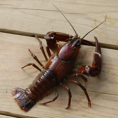 crayfish.jpg 