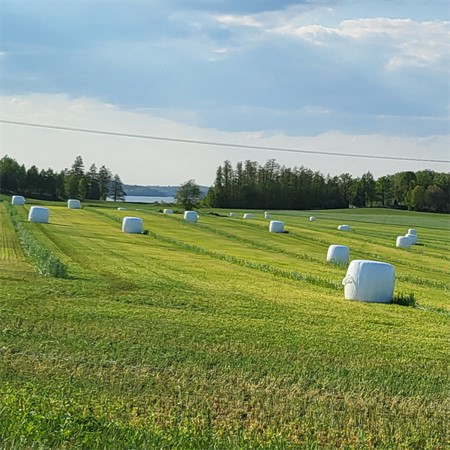 Sträckfilm